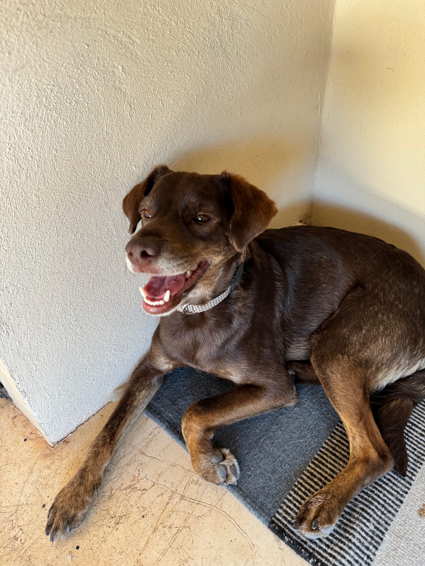 Our dog Loo, smiling, while sitting on the floor under my desk.