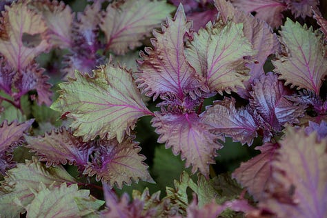 red shiso plants