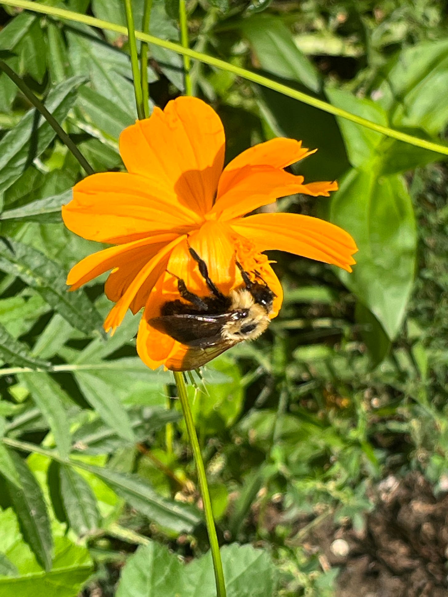 A large eastern carpenter bee pollinates an orange cosmo in the sunlight.