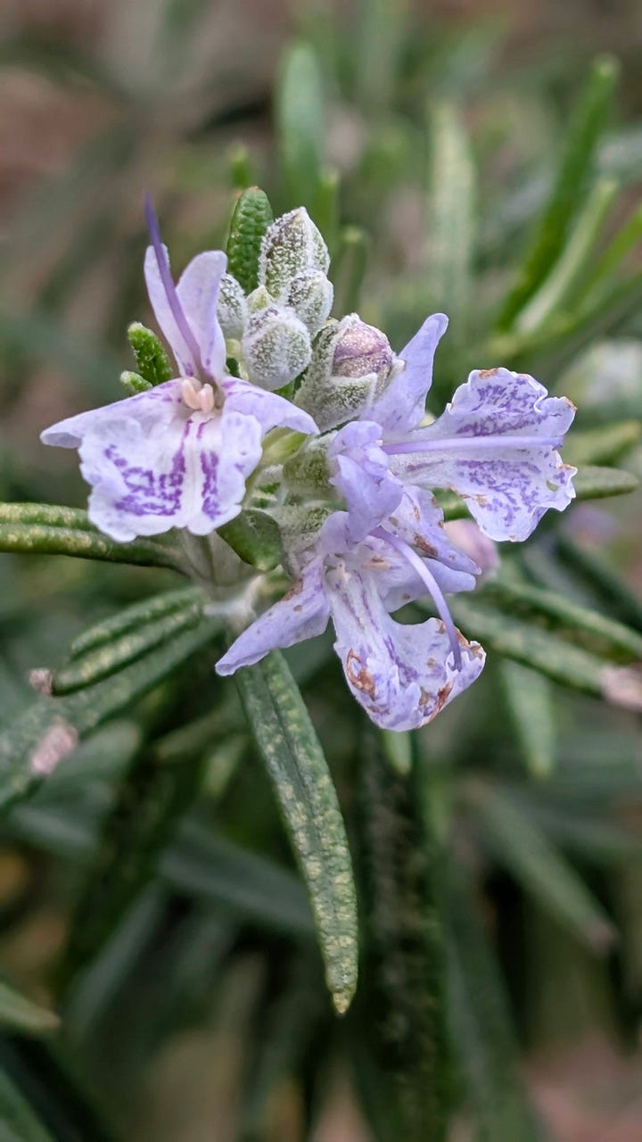 Spring flowers and two visitors - a bluetit at the window and a hedgehog in the garden
