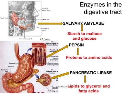 Scientific diagram digestive enzymes amylase protease lipase breaking down carbs proteins fats for nutrient absorption gut health and reduced bloating