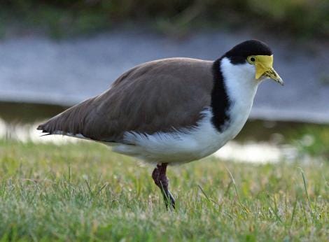 Spur-winged plover. Adult. Wellington, June 2009. Image &copy; Duncan Watson by Duncan Watson