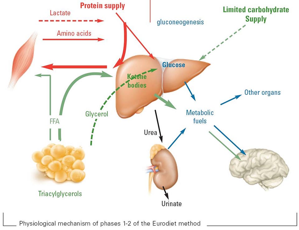 Are carbohydrates holding us back from our true potential? Exploring the possibilities of a ketogenic diet. | the nerve blog