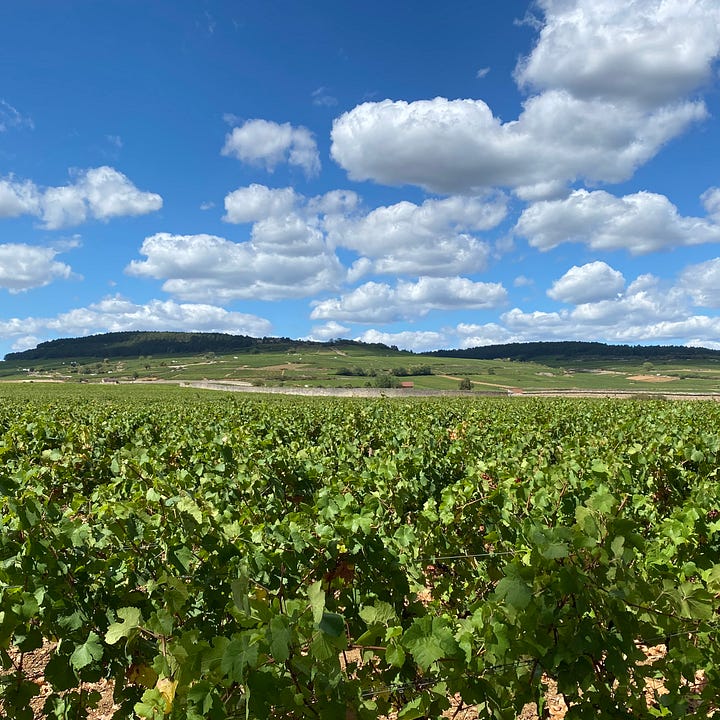 Vineyards in Burgundy and Bordeaux