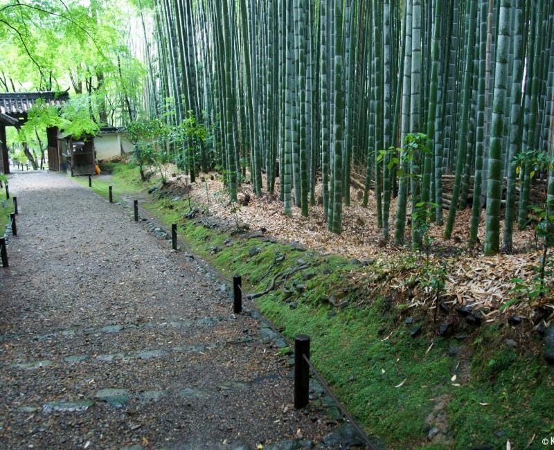 Jizo-in - Kyoto's Small Bamboo Temple
