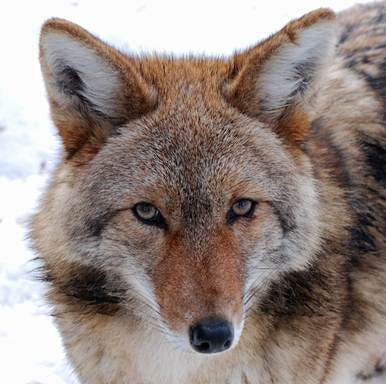 A close up of a wolf

AI-generated content may be incorrect.