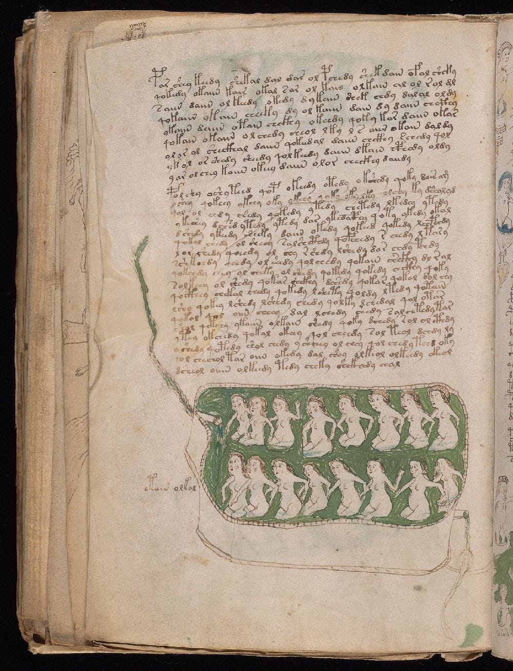 Voynich manuscript, f. 81v Voynich manuscript, f. 81v