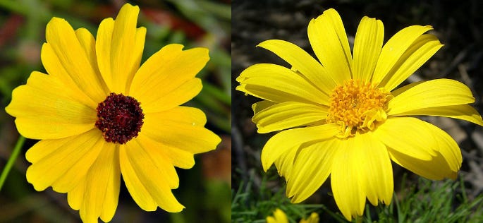 Comparison image of two similar-looking yellow asters side by side Comparison image of two similar-looking yellow asters side by side