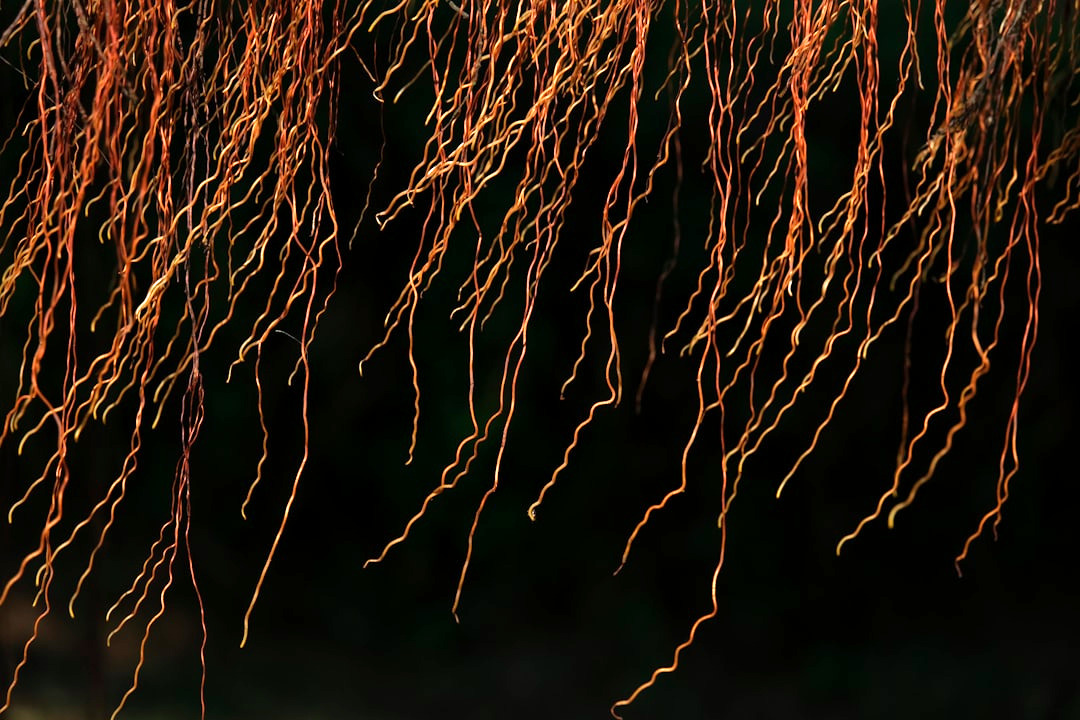 a close up of a bunch of tree branches