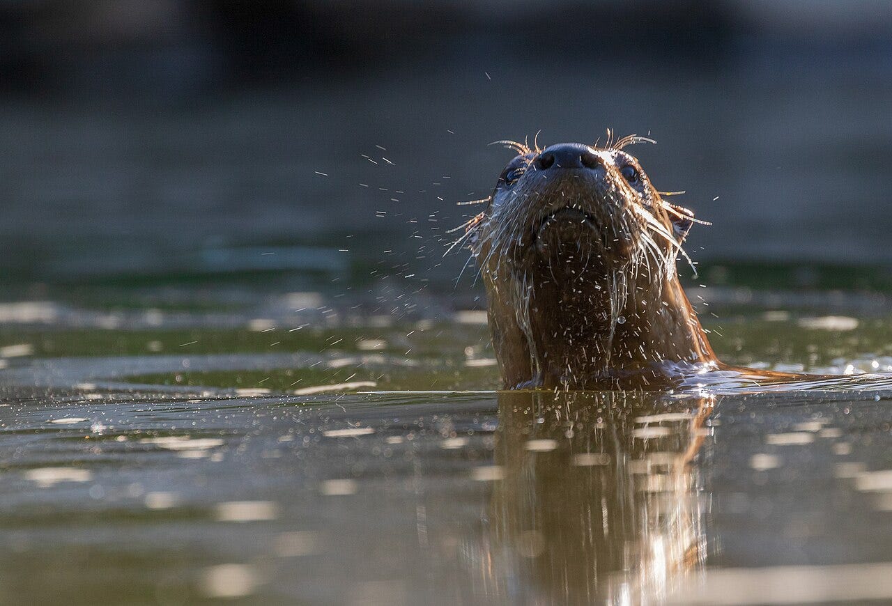 A North American river otter raising its head above the water level in a river.