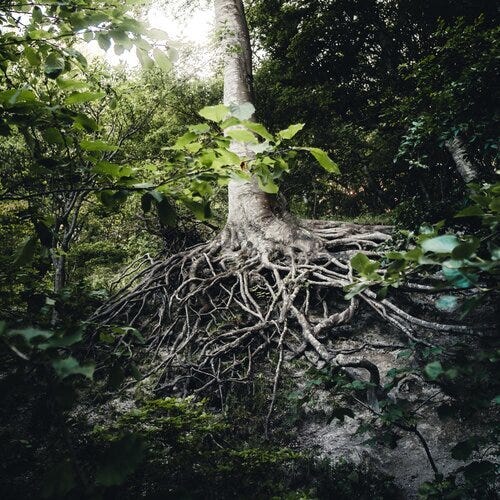 roots (cropped.jpg