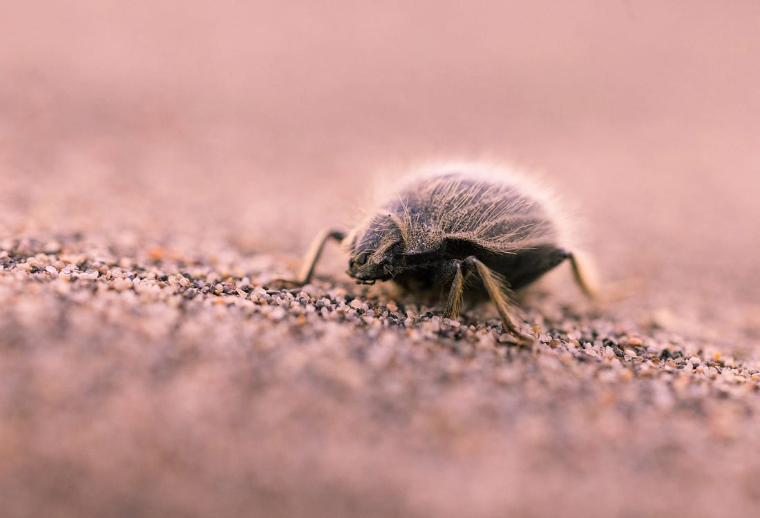 A close-up of a hairy desert beetle moving across fine sand in Death Valley, its body covered in fine bristles that help it survive extreme desert conditions.