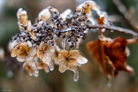 I once dreamed of living several months in the after effects of an ice storm. The simple beauty of the world incased in ice reminds me that creativity is never up to me, but is an ongoing natural phenomena. Capturing pieces of it in photo is the best I can do to keep that reminder alive in my soul. 