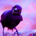 HHS-Funded Experiments Create Bird Flu Pathogens with 'Mammalian-Adaptive' Mutations: bioRxiv Preprint