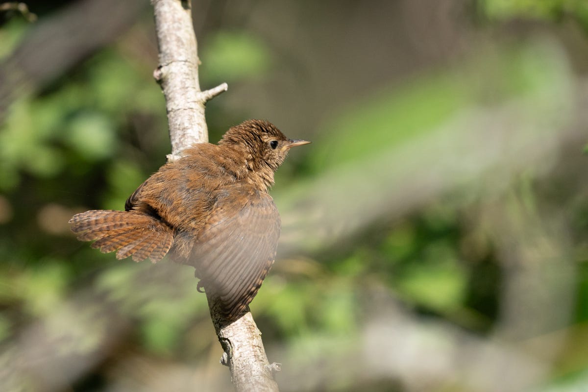 A small, brown bird flattens itself on a branch with its wings and tail fanned out