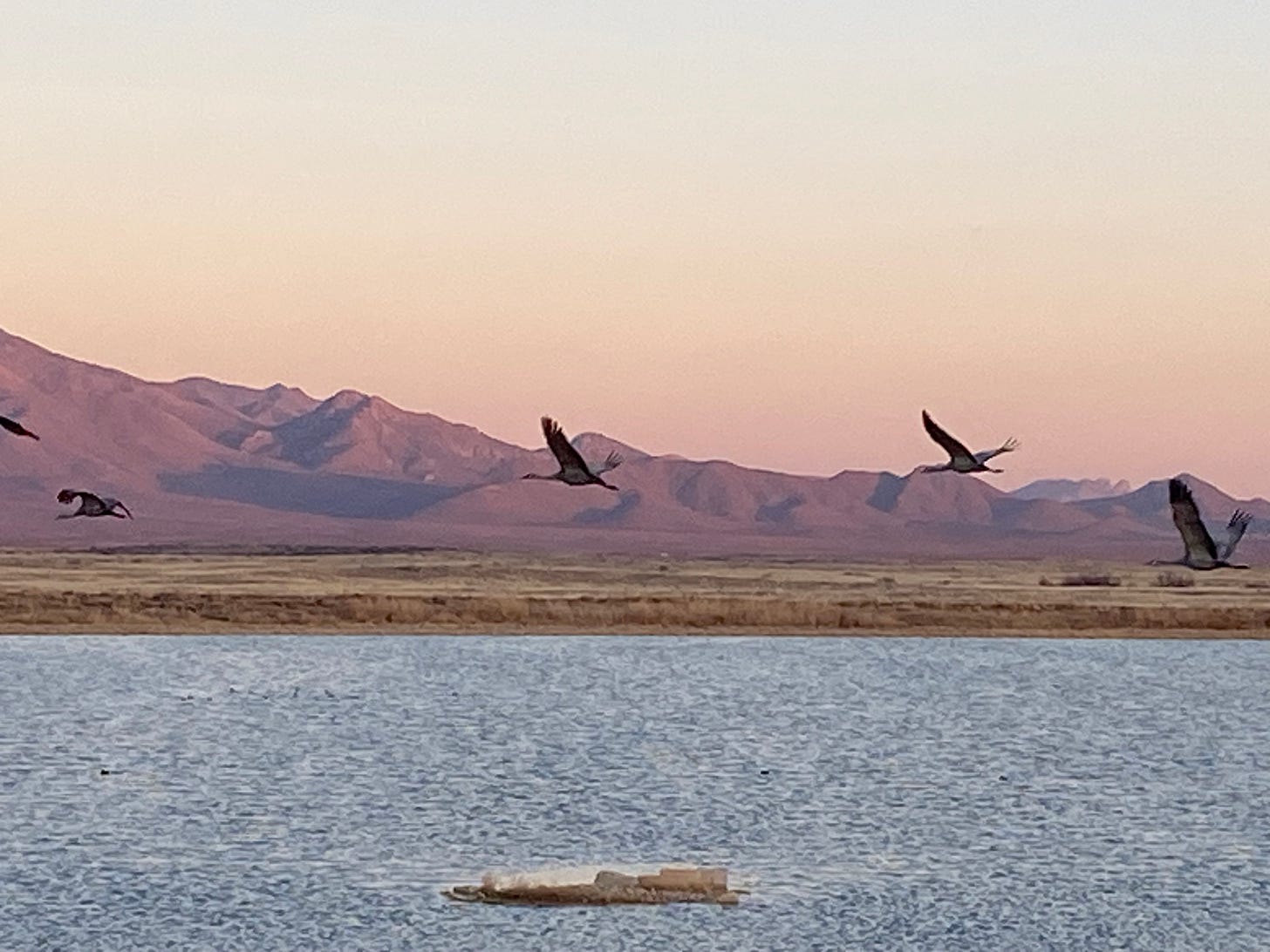 Cranes fly across a small lake in Arizona at sunset. 