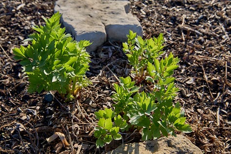 various perennial herbs emerging in the garden in the spring