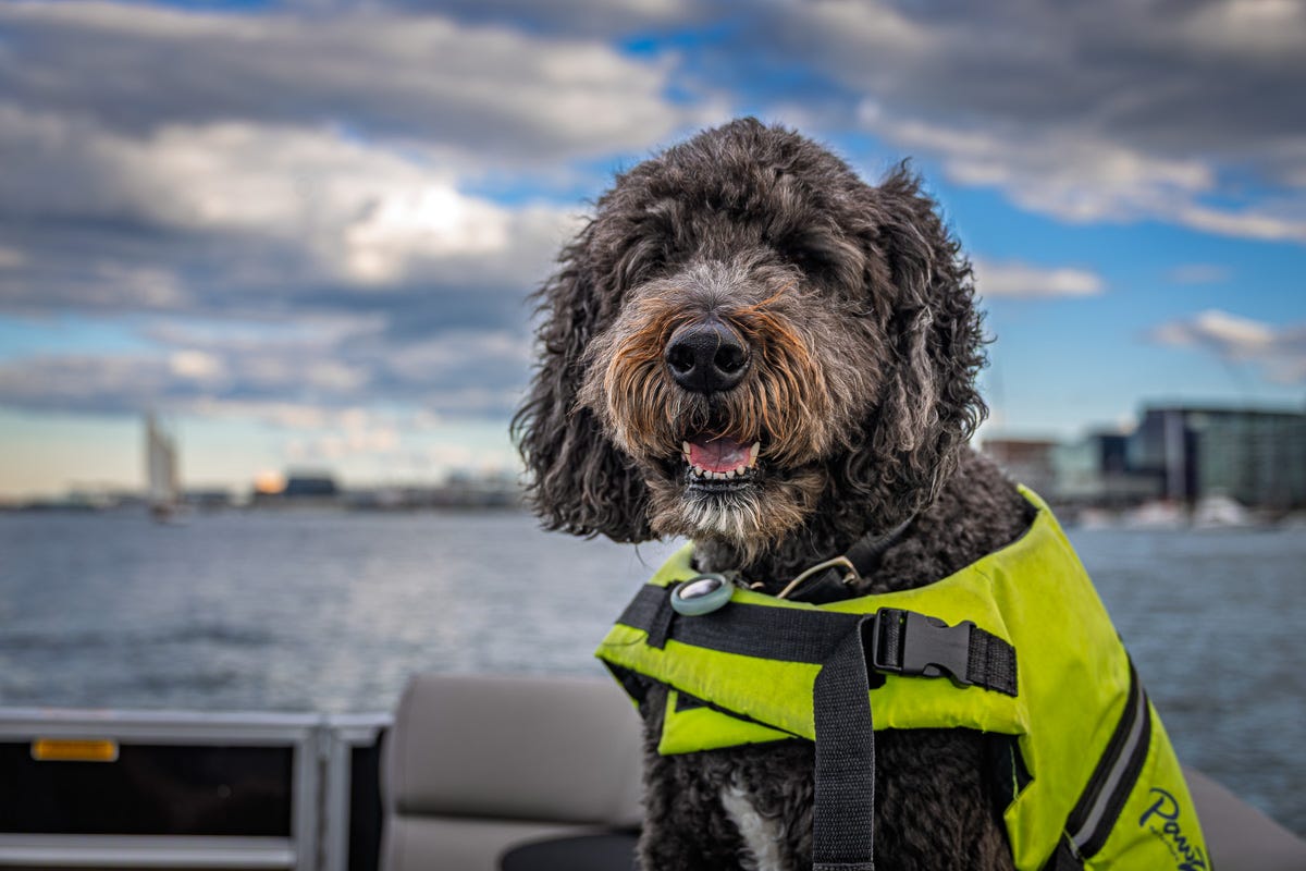 Black dog wearing a neon life jacket on a boat with blurred Boston Harbor skyline in the background