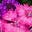 Bella Raye Maven 2U's avatar