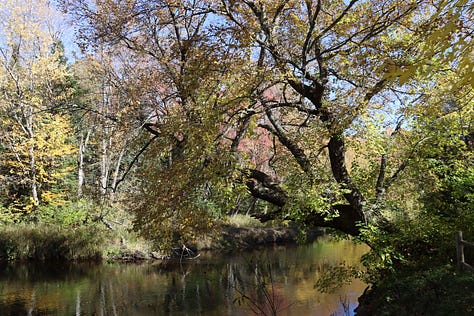 All around the state to find maple trees.