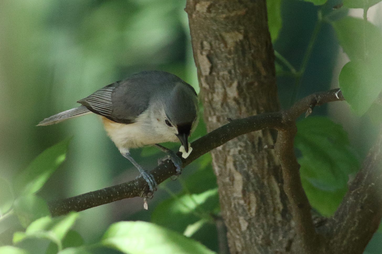 A tufted titmouse perched on a thing branch, looking down, clutching a pale caterpillar. The bird's crest, back, wings, and tail are a pale slaty blue-gray, the bird's bill is pointy and dark, and the bird' face, throat, and belly are white, with a wash of peach on the flanks. The right side of the image is softened by a pale, translucent blur where a porch baluster partially obscures the lens, muting the colors of the greenery behind it. On the left, a thin, vertical line of the same pale brown is just barely visible against the background of dappled green leaves and deep shadows.