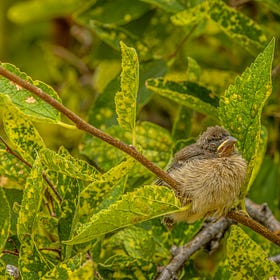 Curious Eyes & Lazulis; When Baby Buntings Learned To Fly