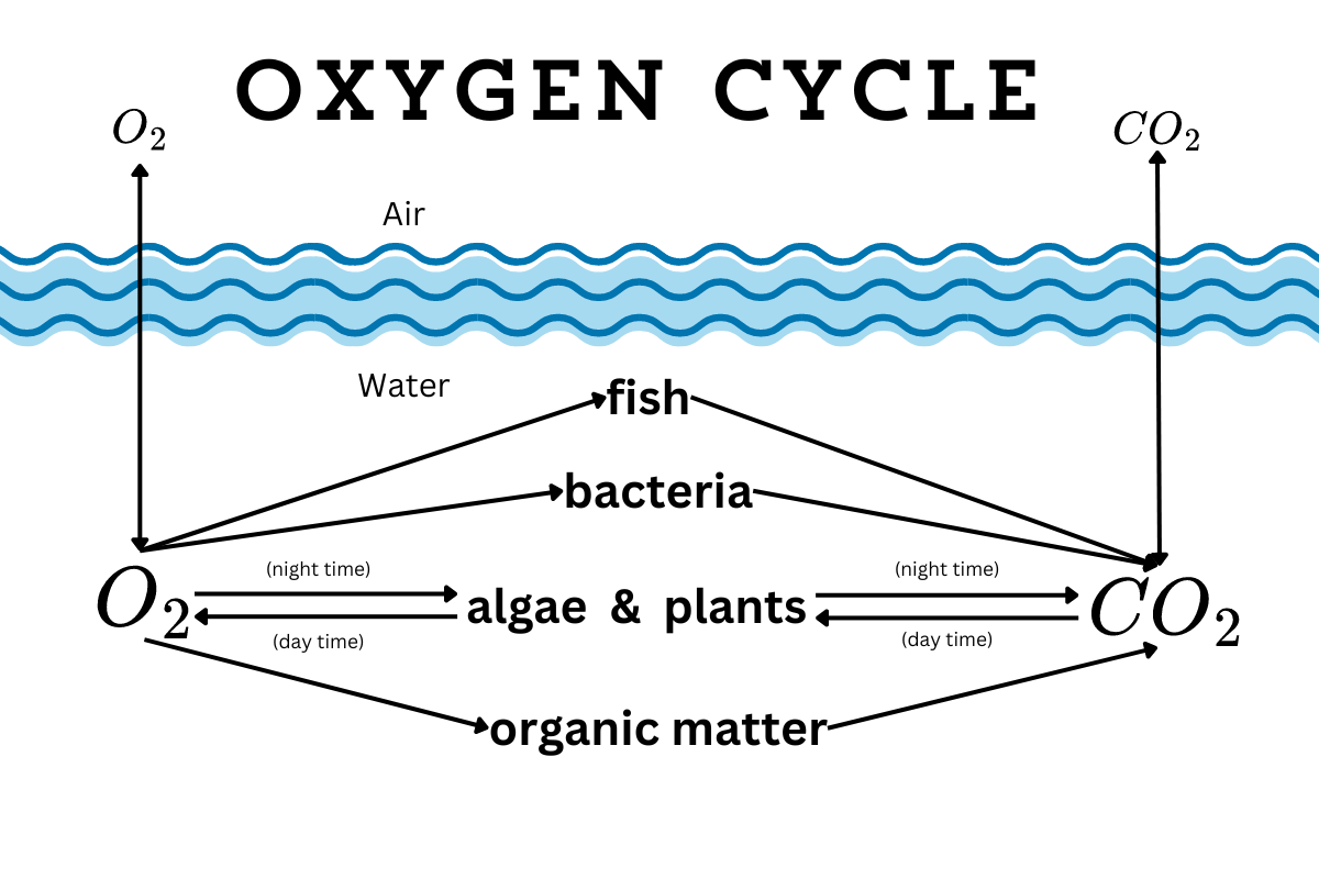 Diagram of the Oxygen Cycle in an aquatic environment. At the top, wavy blue lines represent water, with air above it. Oxygen (O₂) enters the water from the air. Fish and bacteria consume oxygen and release carbon dioxide (CO₂). Algae and plants play a key role, absorbing CO₂ and releasing O₂ during the daytime through photosynthesis, while at night, they consume O₂ and release CO₂. Organic matter also contributes to the cycle by breaking down and releasing CO₂. Diagram of the Oxygen Cycle in an aquatic environment. At the top, wavy blue lines represent water, with air above it. Oxygen (O₂) enters the water from the air. Fish and bacteria consume oxygen and release carbon dioxide (CO₂). Algae and plants play a key role, absorbing CO₂ and releasing O₂ during the daytime through photosynthesis, while at night, they consume O₂ and release CO₂. Organic matter also contributes to the cycle by breaking down and releasing CO₂.