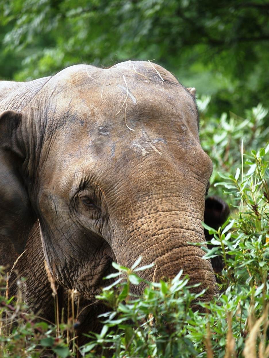 An elephant eating some green plants

AI-generated content may be incorrect.