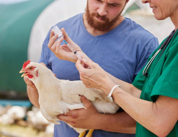370+ Chicken Vet Illness Veterinary Medicine Stock Photos, Pictures &  Royalty-Free Images - iStock