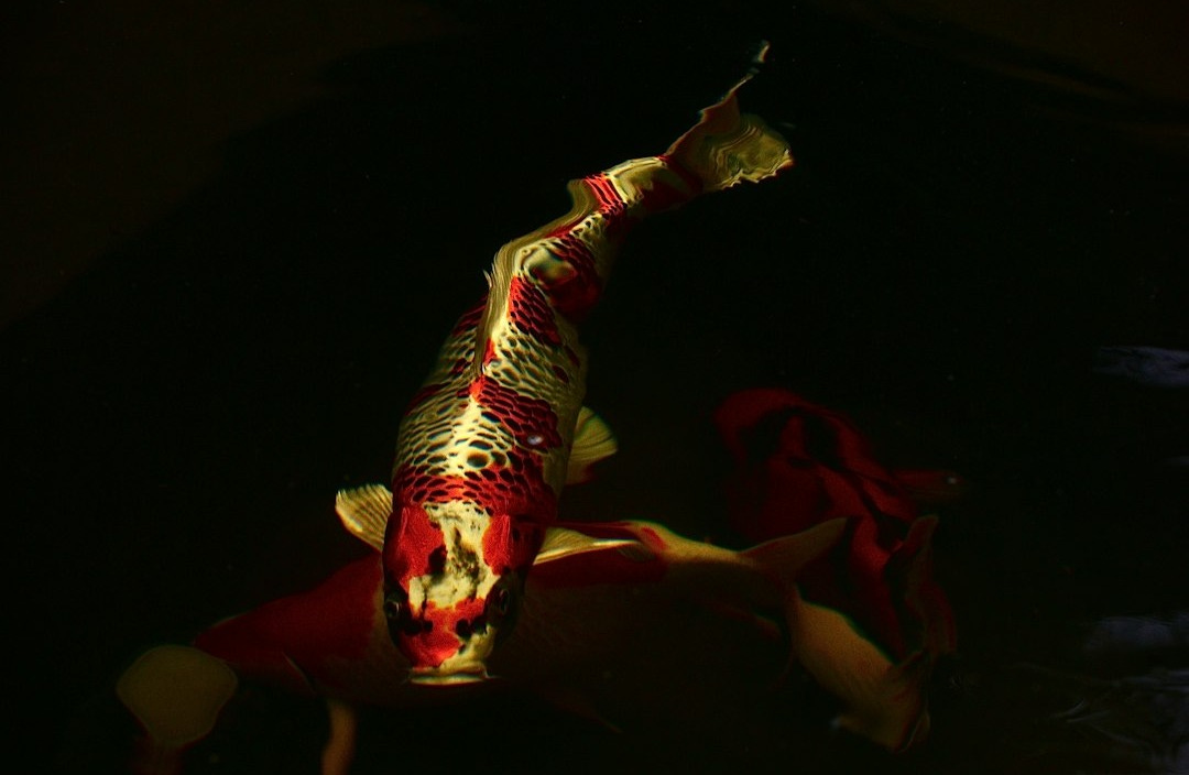 red and white dragon on body of water