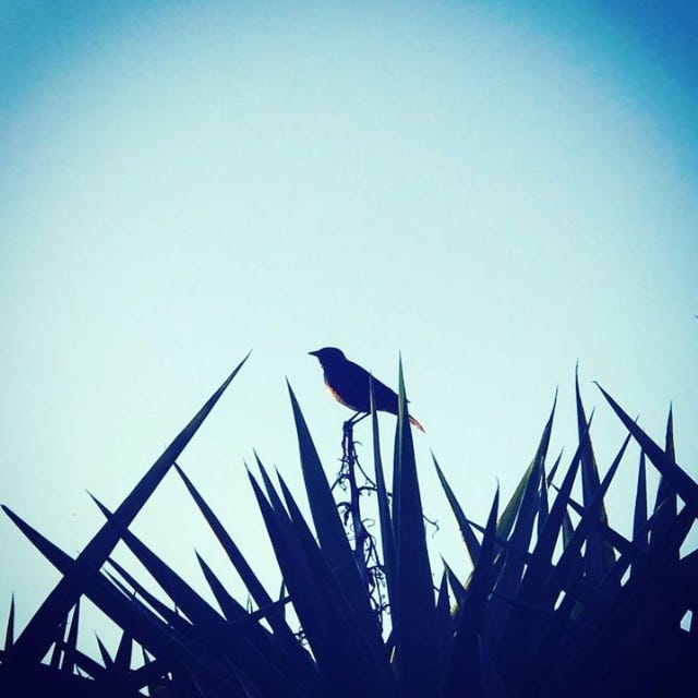 Birdsong Photoetry by Kristina Hehrne