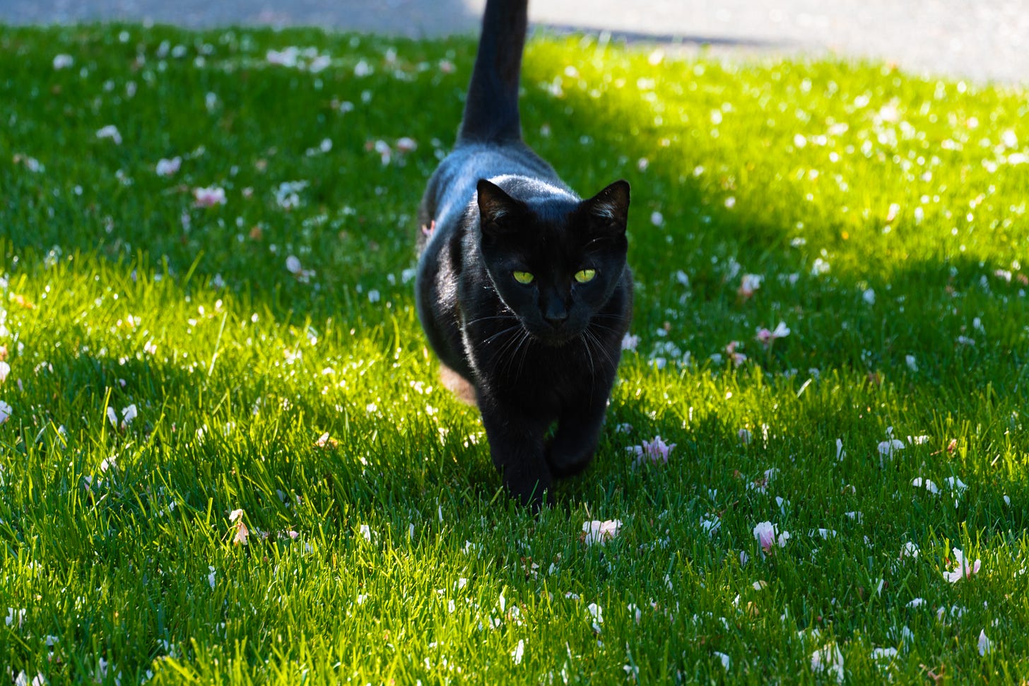 The black cat, Big Mama, bounding toward me across a grassy lawn. Her green eyes look straight ahead and her pouch slightly wobbles.