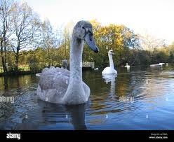 Swans swimming on Kenwood Ladies Pond ... Swans swimming on Kenwood Ladies Pond ...