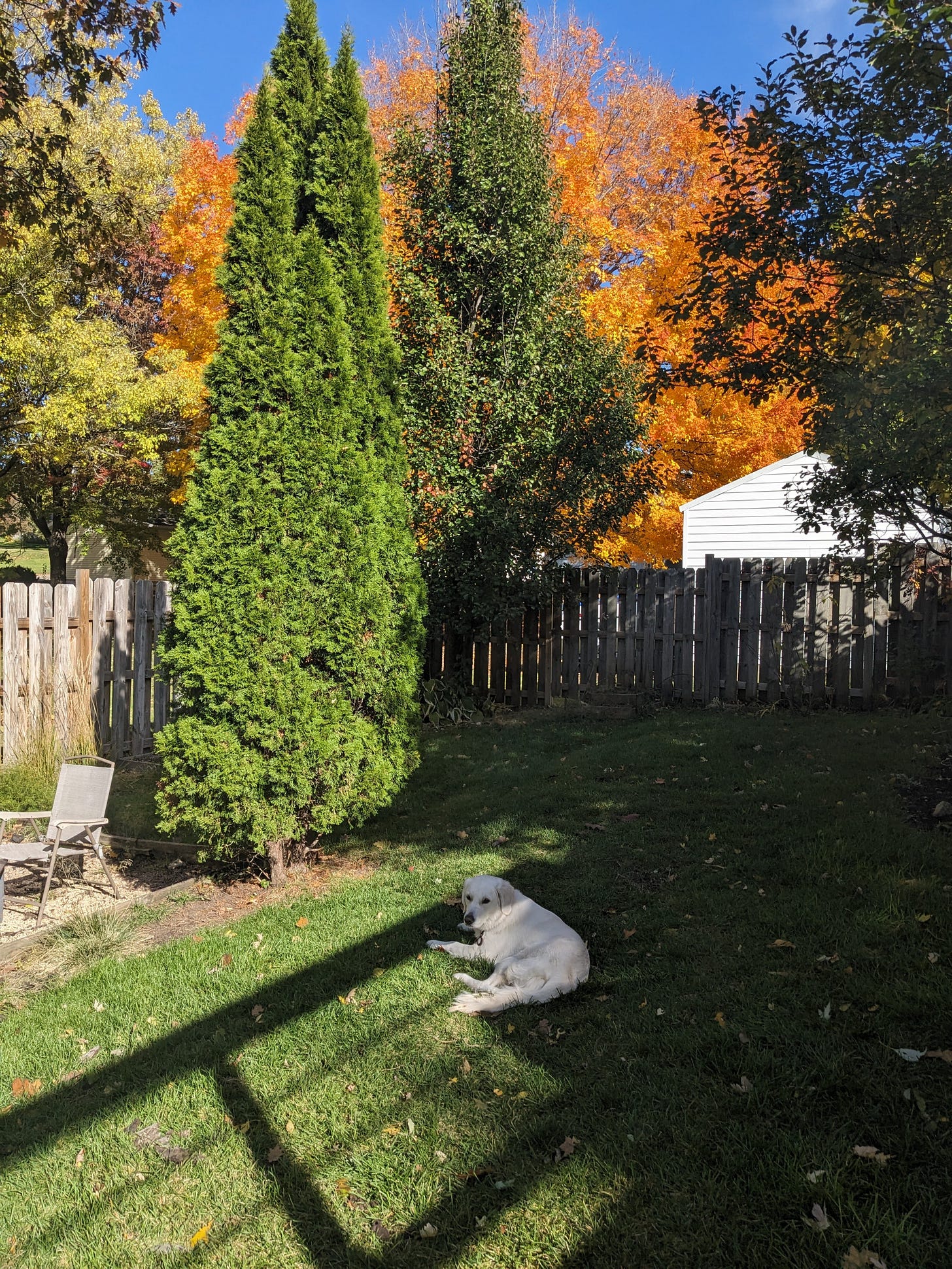 Millie, our English cream golden retriever, in our backyard