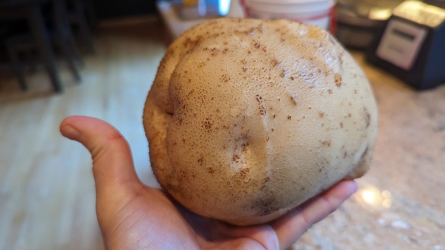 large white potato in the author's open hand large white potato in the author's open hand