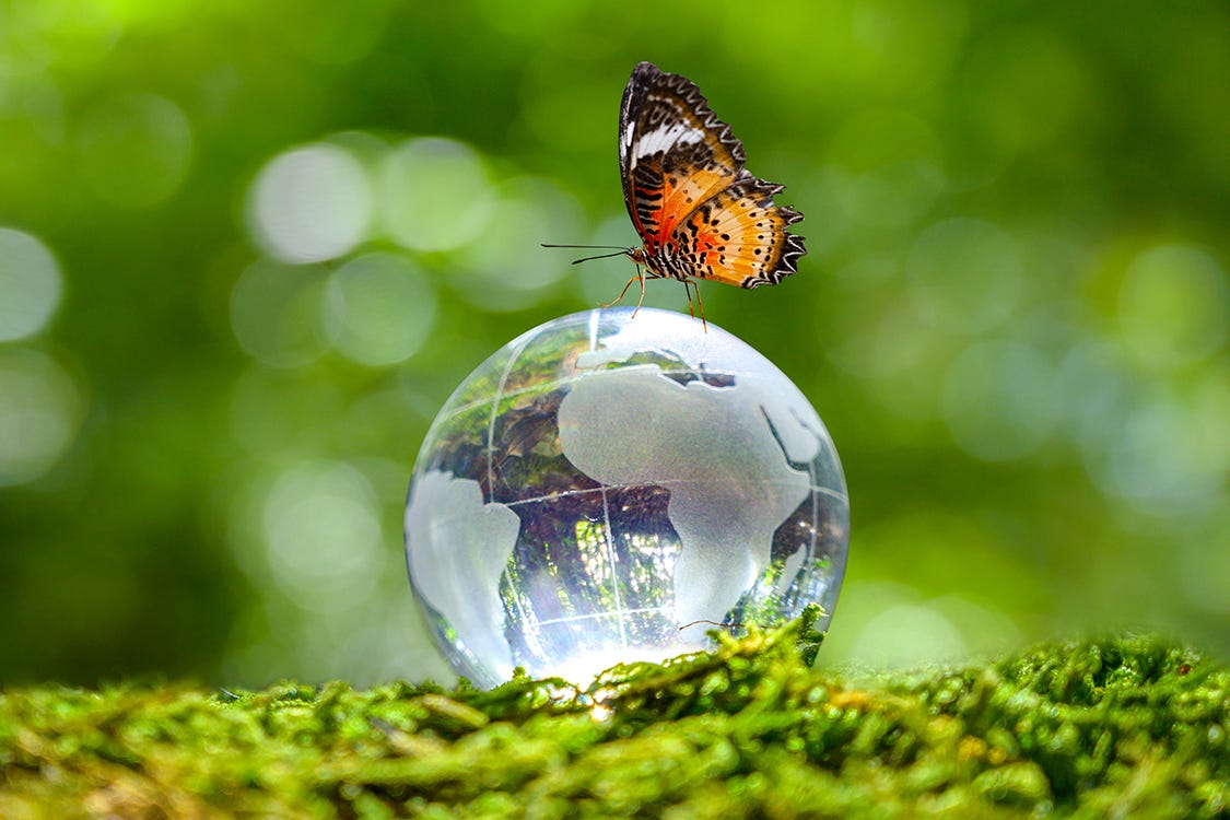 Bella mariposa se posa en un pequeño globo terráqueo de cristal