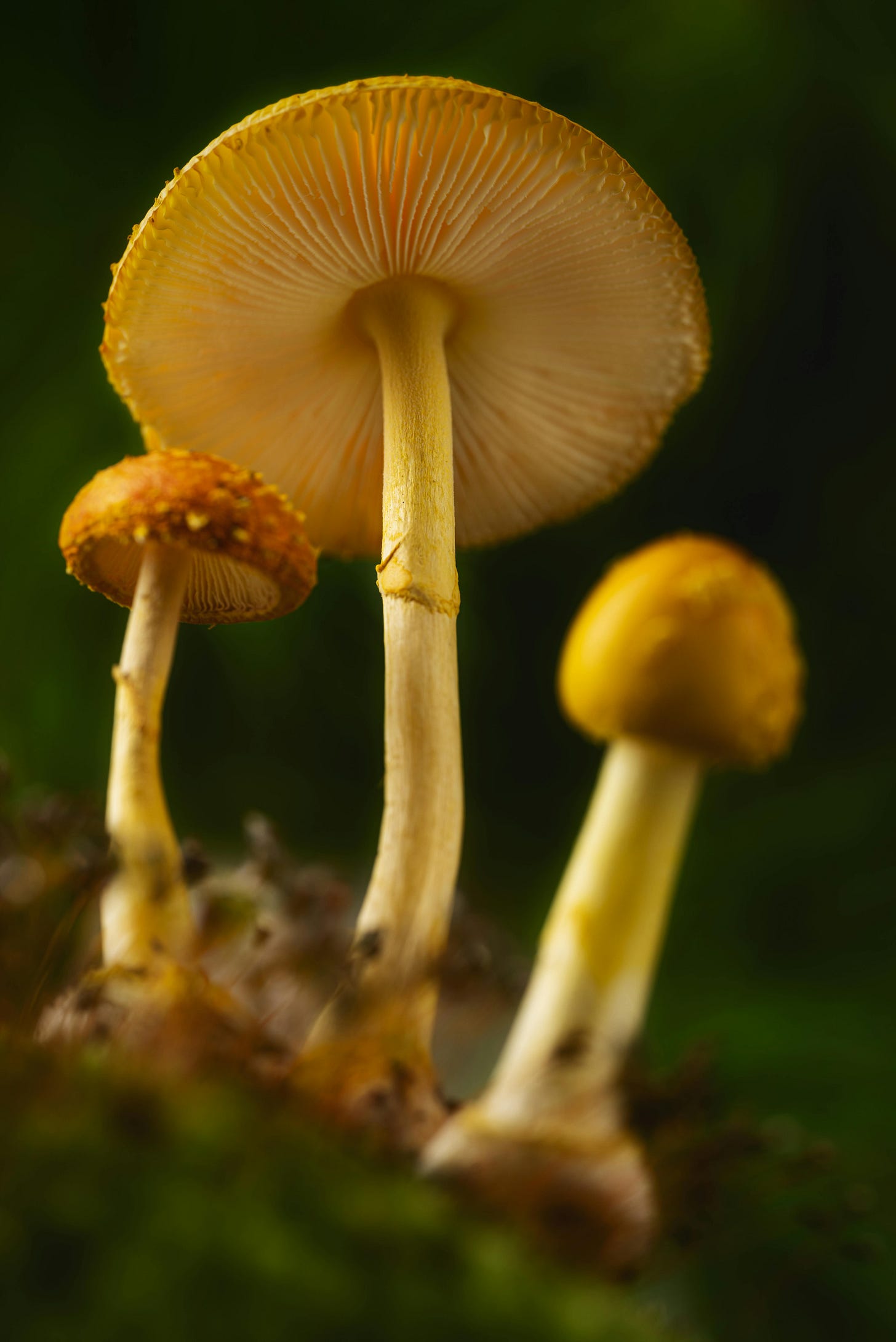 Free Detailed close-up of vibrant yellow mushrooms with gills against a green forest background. Stock Photo