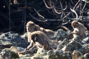 Example of a long-tailed macaque using a stone tool to access food.