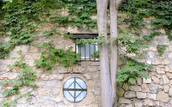 Old stone wall with foliage
