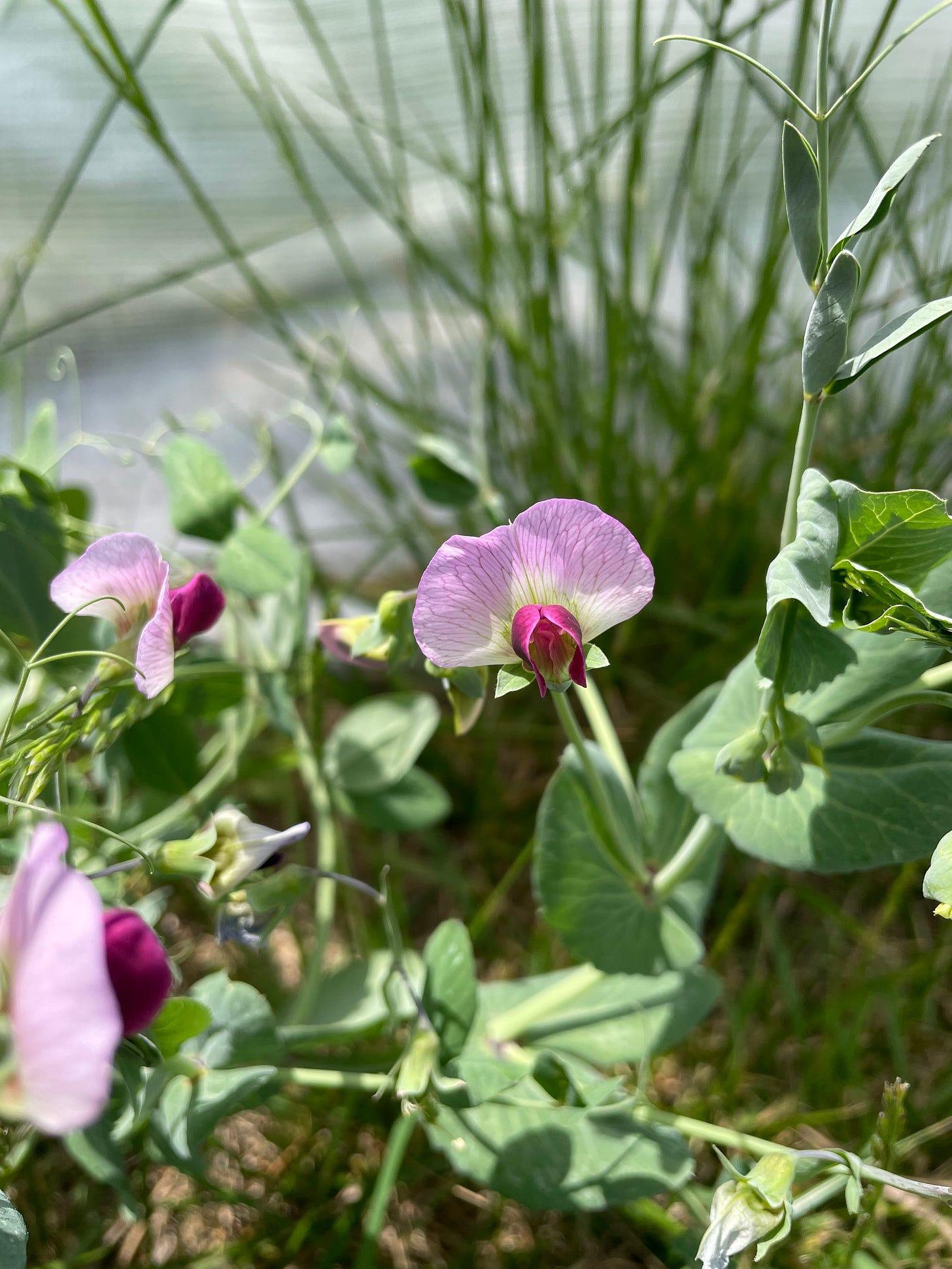 a close-up of a purple pea flower