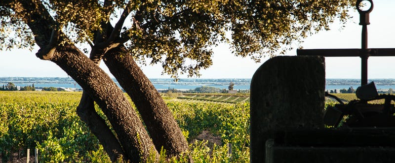 Domaine Gassier's sustainable vineyards overlooking the Rhône valley.