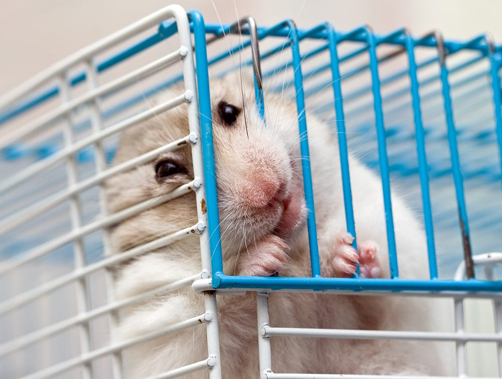 Fortunately, while hamsters can get rabies, they very rarely do. Fortunately, while hamsters can get rabies, they very rarely do.