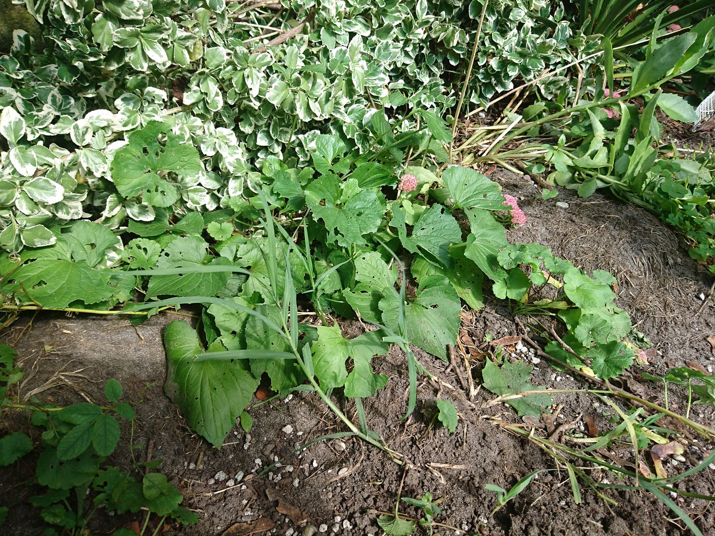 Creeping charlie's frilly round leaves move from left to right at the bottom of a bush with white lined green leaves. The ground is plain dirt aslide from a few sparse grasses and the creeping charlie Creeping charlie's frilly round leaves move from left to right at the bottom of a bush with white lined green leaves. The ground is plain dirt aslide from a few sparse grasses and the creeping charlie