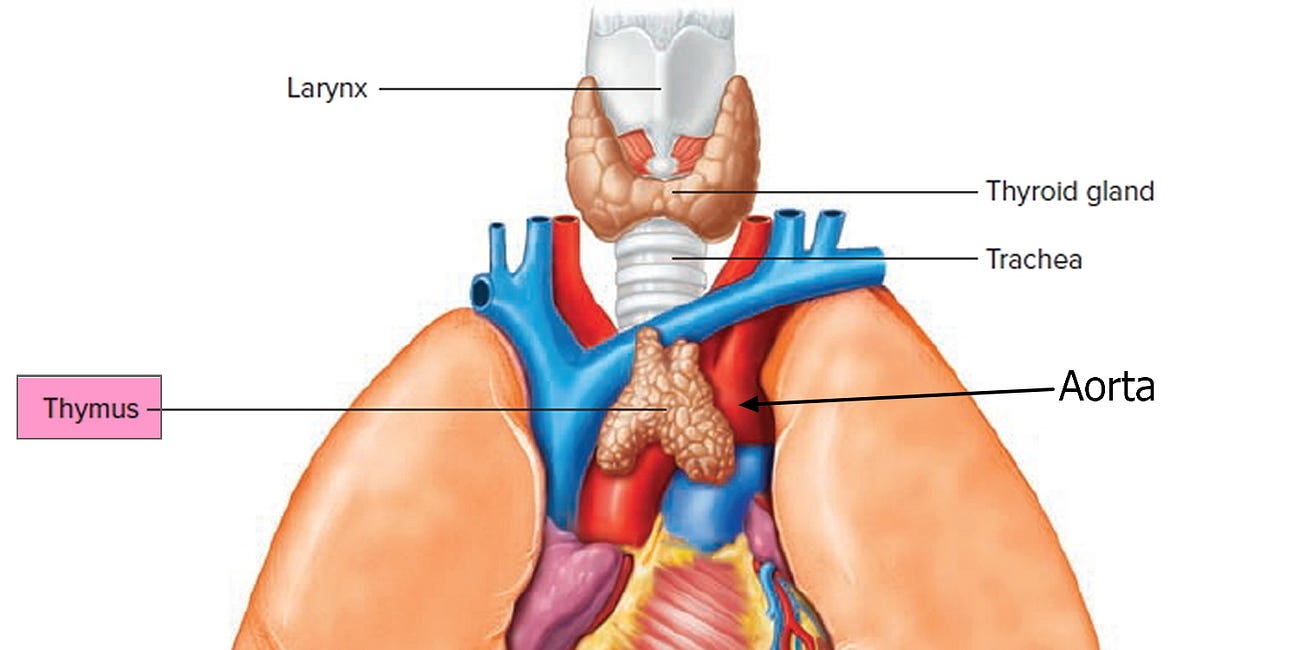 All Things Thymus 