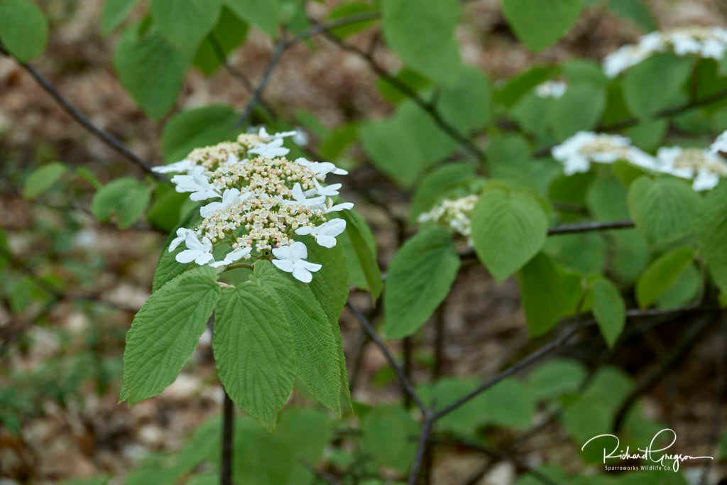 Hobblebush (Viburnum lantanoides)