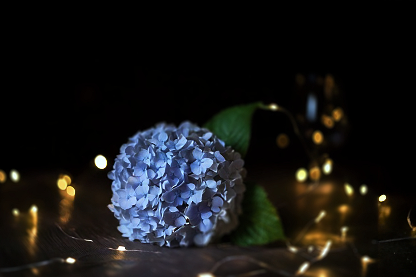 blue hydrangea on dark table surrounded by atmospheric faerie lights