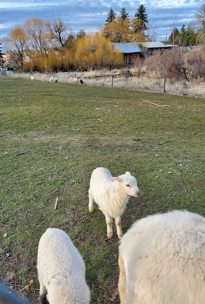 a determinded little white lamb standing in a green field near two mostly-obscured adult sheep