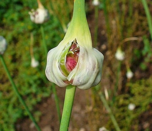 Garlic flower splitting open to reveal red spherical bulbils inside.