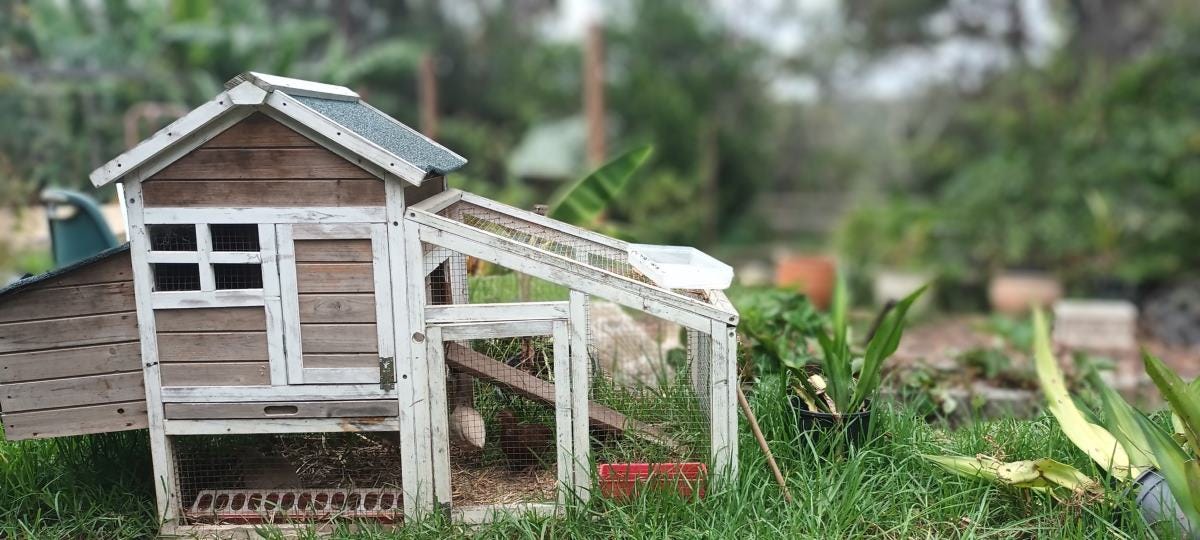 Chickens are great companion gardeners helping to reduce pest, aerate the soil and provide nutritious free range eggs.