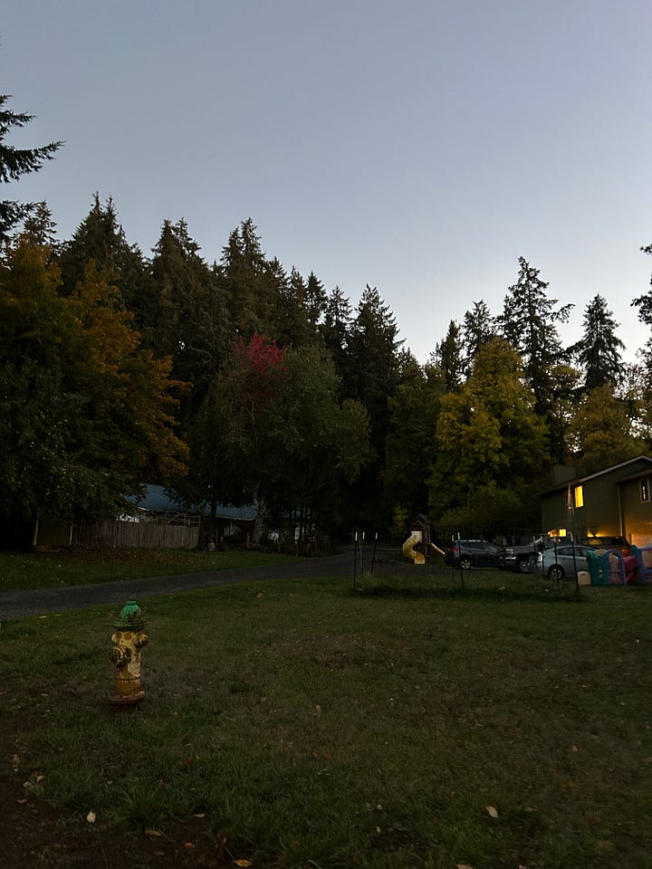 The Woods and my favorite tree, Lucy in the Sky with Diamonds!